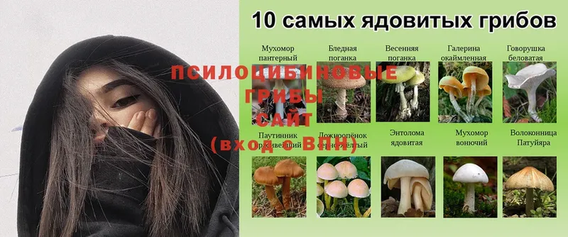 Псилоцибиновые грибы MAGIC MUSHROOMS  как найти закладки  darknet телеграм  Арамиль 